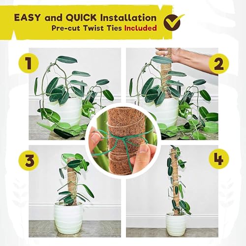 La mejor comparación de Plantas que Puedes Comprar On-line. 12 Imagen adicional