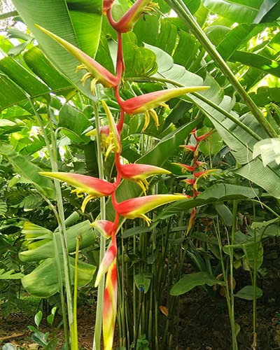 Green Brigade Heliconia Temptress