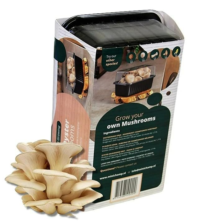 Carbeth Plants - Mushroom Growing Kit Grey Oyster - Grow Your Own Beginner Friendly Mushroom Educational Kit - Easy to Use Gardening Gift - Ready to Grow Tasty Produce for Cooking