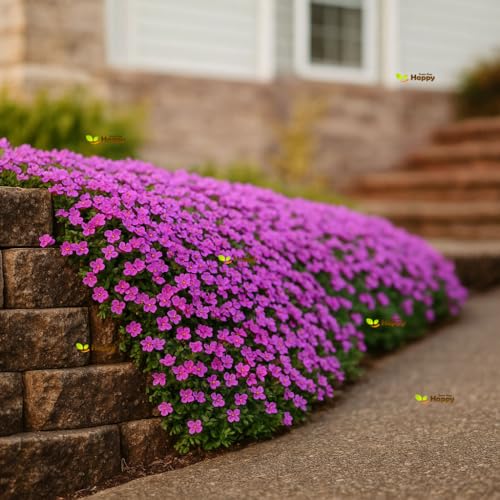 Rock cress pink 1000 seeds + Plant tag + Freebie - rockery - Arabis Caucasica