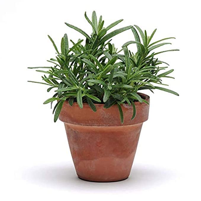 See full amazon price history chart for B0B394Y9P6 Wofloo Rosemary Plant Fresh For Your Kitchen Ready To Use Fully Mature Plant B0B394Y9P6 Wofloo Rosemary Plant Fresh For Your Kitchen Ready To Use Fully Mature Plant (B0B394Y9P6) Amazon Price History, Amazon Price Tracker
