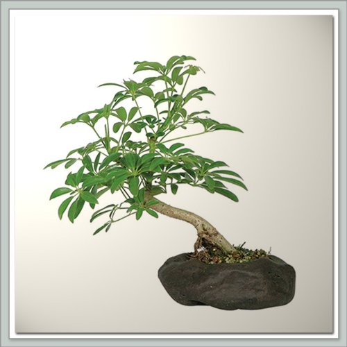 Hawaiian Umbrella Bonsai Tree III Nursery Direct From Joebonsai Bonsai Plants