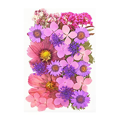 Newmind 2 conjuntos de flores secas prensadas para resina, folhas secas em massa Kit de flores natur