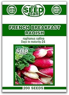 French Breakfast Radish Seeds - 200 Seeds Non-GMO