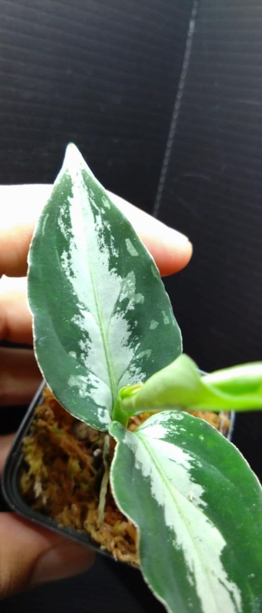 Aglaonema pictum\"Laplace\"【AZ0213-5c】箱個体 AZ便＞ Aglaonema Pictum 【Laplace】箱個体 UC from Sibolga