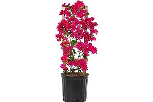 Plantas Naturales Vivas Para Exterior: Bougainvillea con Tutora en Maceta de 6 Pulgadas
