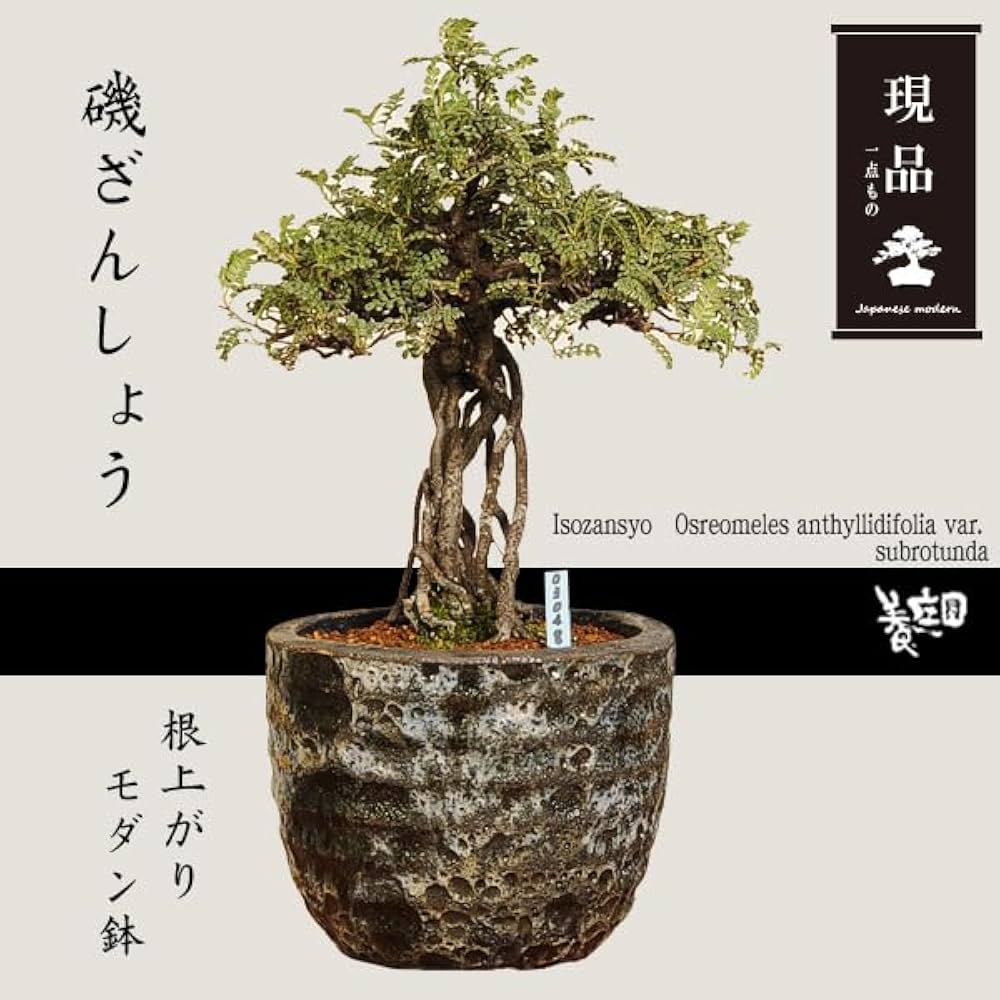 Amazon.co.jp: 盆栽：磯山椒(いそざんしょう) 根上がり （モダン鉢