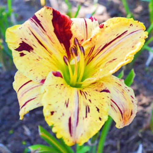 Winterharte mehrjährige Überraschungsgeschenk Seltene Taglilien Einfach zu Pflegen Schnelles -3zwiebeln-b