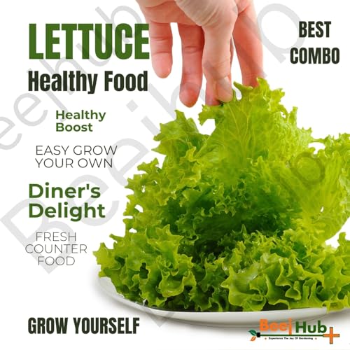Image of BEEJHUB - Lettuce Seed | 5 Vaieties | Exotic Variety |1200+ Seeds| For Home Gardening | Hydroponic | Lollo Rosso | Iceberg | Batavia | Grand Rapids | Romaine - 220+Seeds Each Variety | Combo Pack