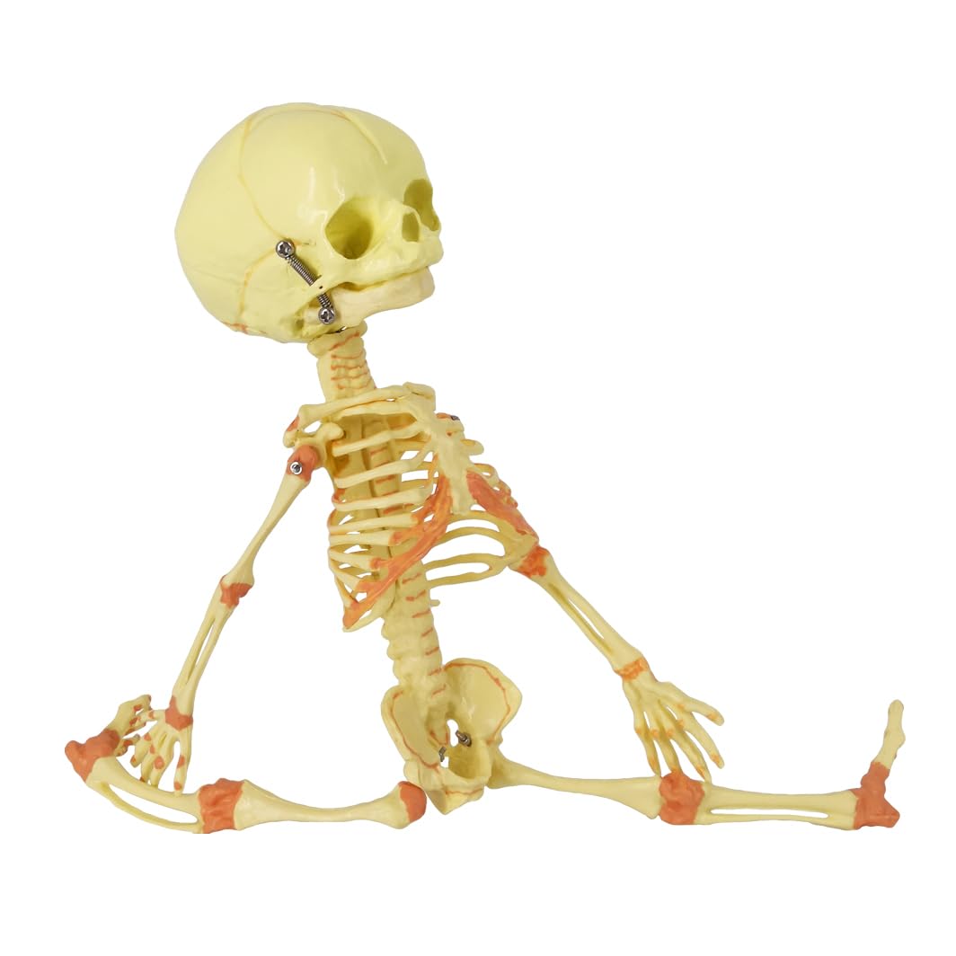 Amazon.com: EVOTECH SCIENTIFIC Human Fetus Skeleton, Single Head