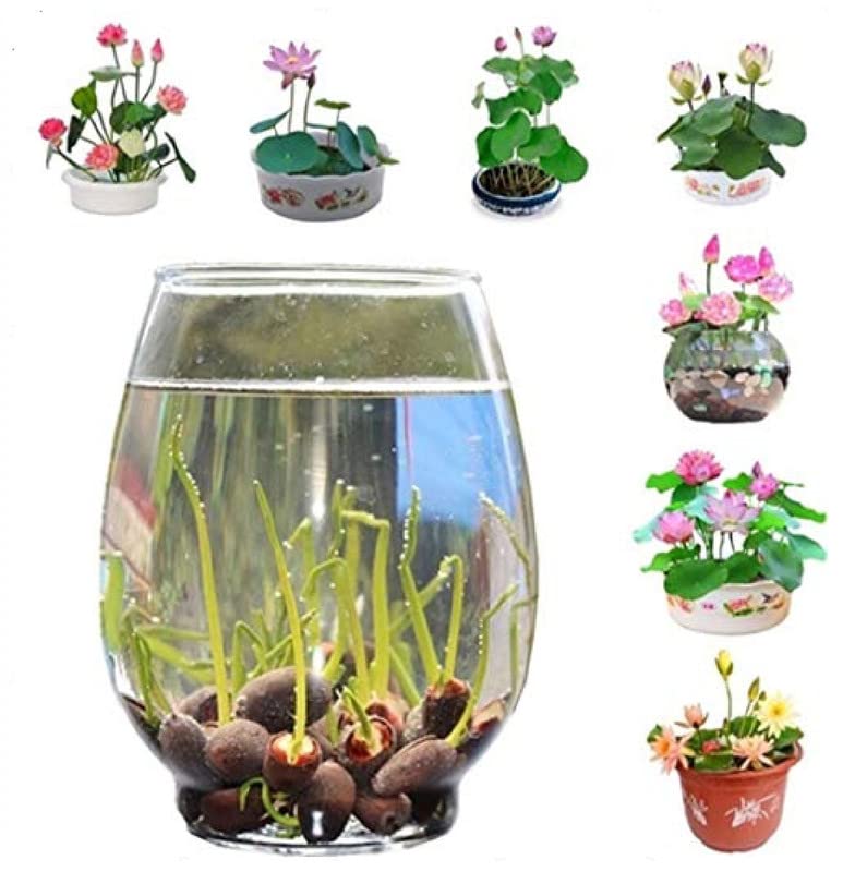 See full amazon price history chart for My Genius Brand Lotus Mix Flower Seeds (Pack Of 20 Seeds) - All Mix Colors 2022_mgb_43 My Genius Brand Lotus Mix Flower Seeds (Pack Of 20 Seeds) - All Mix Colors 2022_mgb_43 (B0BVGBFFV8) Amazon Price History, Amazon Price Tracker