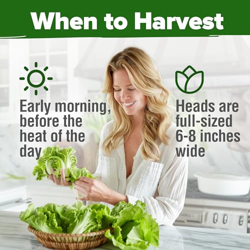 Image of HOME GROWN Buttercrunch Lettuce Seeds 3950+ Bulk Pack Heirloom Non-GMO, High Germination, Bibb Lettuce for Planting, Indoor Outdoor Hydroponic Garden, Heat Tolerant,Year-Round Harvest (Lactuca sativa)
