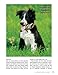 Border Collie (Smart Owner's Guide)