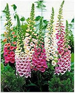 Digitalis purpurea Mix Seeds Flower from Ukraine 0.3 Gram