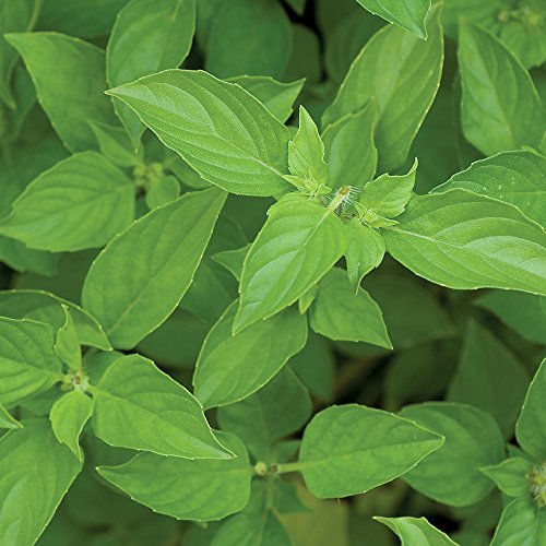 Burpee 62060A Lime Basil Basil Seeds