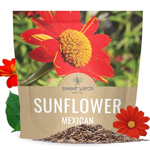 Mexican Sunflower Seeds Extra Large Packet Over 2 500 Open Pollinated Non-GMO Wildflower Seeds Tithonia rotundifolia