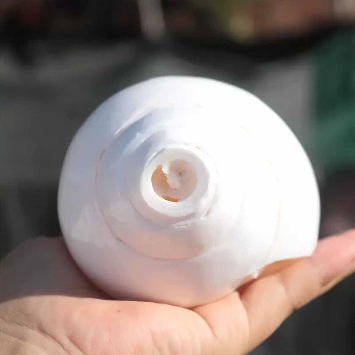 Muszle 2 duże muszle 11-12 cm na wesele na imprezę tematyczną na plaży
