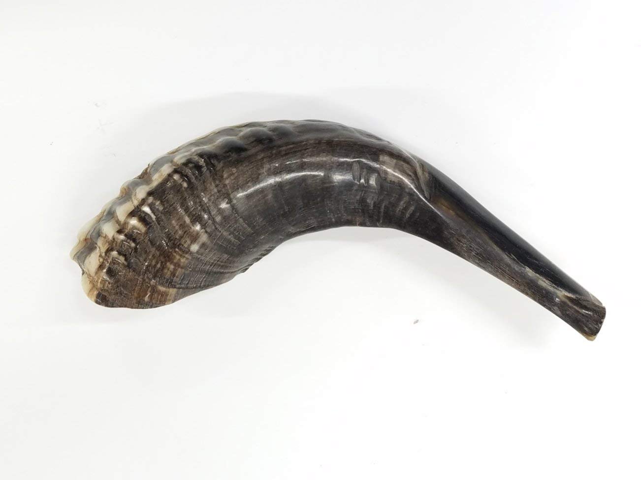 Traditioneller Ramhorn-Schofar aus Israel, 25,4 - 30,5 cm. LION OF JUDAH MARKET