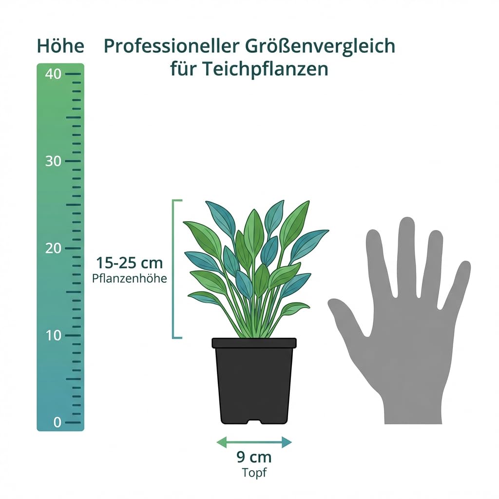 IFLO® Teichpflanzen Set 6 Stück winterhart für Gartenteich & Miniteich – blühende Wasserpflanzen aus Holland – Sumpfpflanzen Zone 1 & 2 - 4