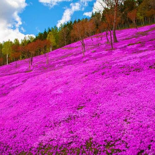 22000+ Creeping Thyme Seeds for Planting Perennial Thyme Non-GMO Thymus Serpyllum Seed Heirloom Flowers Ground Cover Plants - Thumbnail 4
