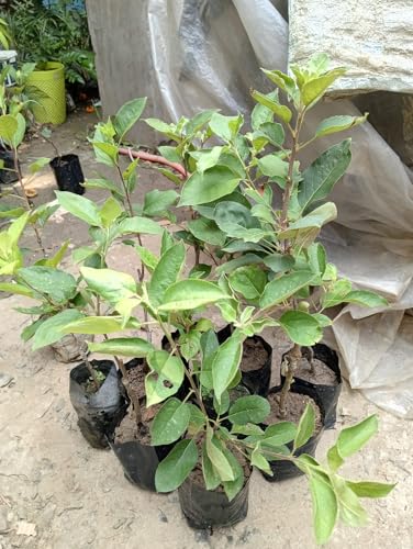 Image of Original Variety HRMN-99 Apple Plant Hybrid Grafted Live Plant For Hot Climate /Hot Weather-From Shimla-Himachal Pradesh All India Weather for Your Garden | Pack of 1 Plant.