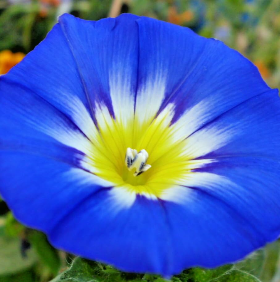 200 Blue Flash Convolvulus Tricolor Plant Seeds | Dwarf Morning Glory Flower Seeds