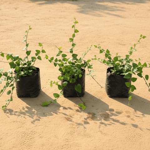 Best Nursery Set of 3 - Chipkali Bel in 3 Inch Plant Nursery Bag-picture-13