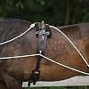 Advanced European Training System | Advanced Training Tool | Enhances Horse Carriage and Headset | Encourages Forward Movement | Strengthens Key Muscles | Not for Beginners