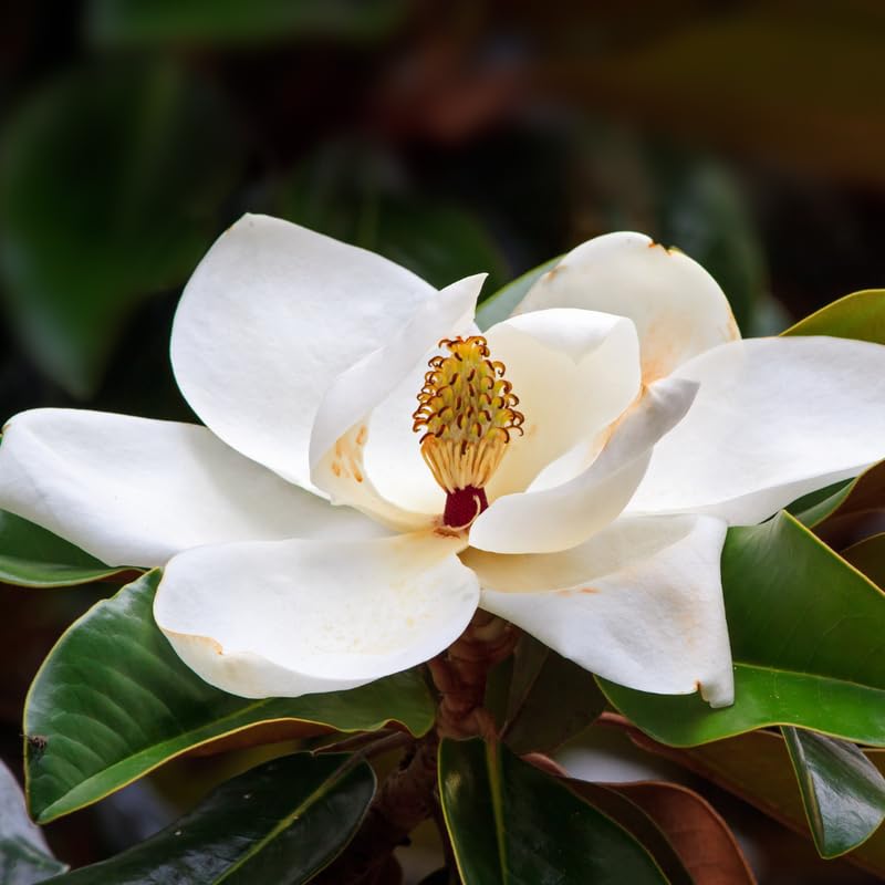 Southern Magnolia Tree Live Plant 6 to 12 Inch Tall, Fragrant Magnolia Plant Live, White Magnolia Bush Live Plant, No Pot