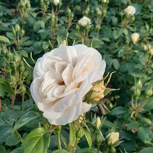 Peter Beales Roses Champagne Moment Floribunda Rose, Creamy White with Apricot, 60cm x 60cm, Award Winning, Repeat Flowering - Image 3