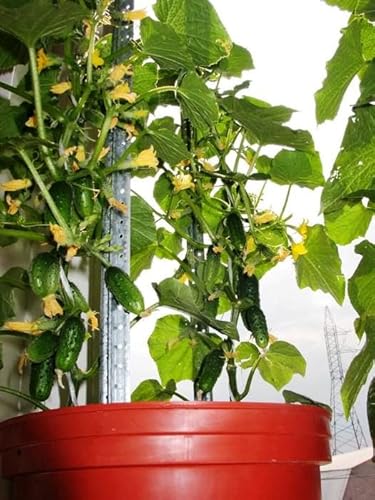 Seedsup - 10+ Indoor Cucumber F1 Self-Pollinating - Vegetable Green #TOP1