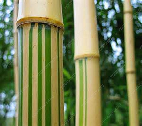 50 semi di bambù Dendrocalamus latiflorus Corpo Giallo Tawian Gigante di bambù con striscia Verde per DIY casa e il giardino di trasporto Libero