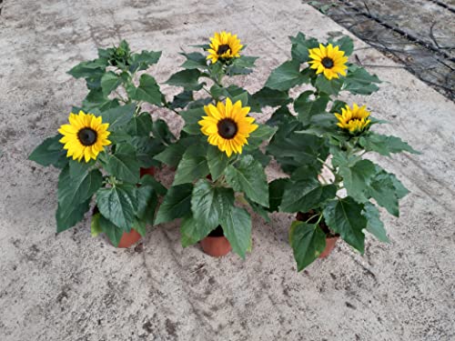 Girasol Pack 6 Plantas Naturales maceta de 13 cm Cover