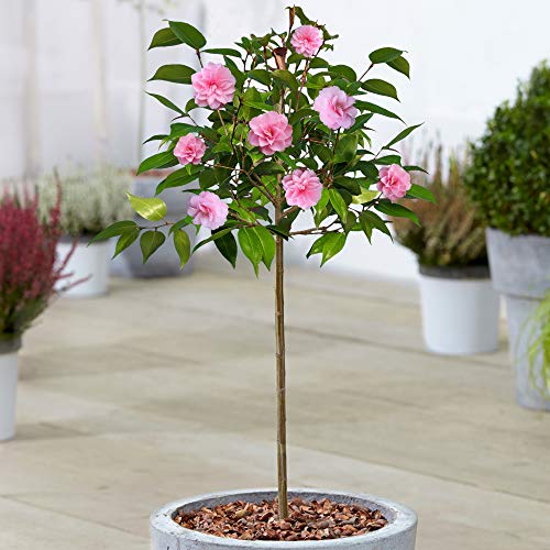 Arbre de Printemps Camélia | Arbres à Feuillage Persistant en Pot pour Petits Jardins | Tige Droite Standard | Plantes Ornementales de Jardin | 2-3ft (70-80cm (Pot Inclus))