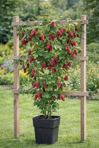Tayberry Pflanze 5060 cm Rubus Tayberry Himbeer-Brombeer Kreuzung XXL Aroma winterhart & kletternd ertragreiche Gartenbeere für Balkon & Garten