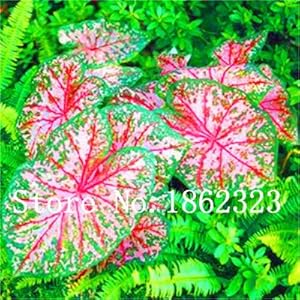 prime vista 100 Pz Caladium Bonsai Caladium Bicolor Fiore Bonsai Piante da Appartamento Bonsai Colocasia Pianta Per La Casa Giardino pianta in vaso: 2