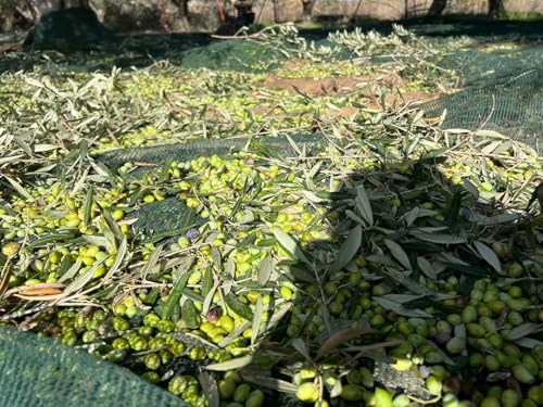 Bio Olivenöl 500ml aus Kreta, Griechenland ’Nikolaos’ – Premium-Qualität, reich an Polyphenolen, kaltgepresst, Extra Nativ.