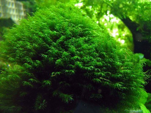 Phoenix Moss “Fissidens Fontanus” - Live Aquarium Plant