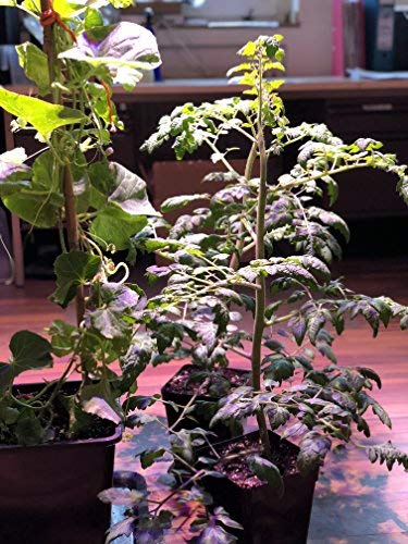 25Kg Superphosphat P18, Profi Blütendünger Prächtige Blüten & Starke Wurzeln mit Schwefel & Sofortwirkung, Perfekt für Obst & Gemüse Kräuter & Blühpflanzen
