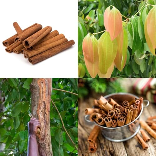 Image of Dalchini Plant, Cinnamomum cassia PlantSaplings, Dalchini Plant - Cinnamon Dalchini Spice Healthy PlantSaplings,CF SG01