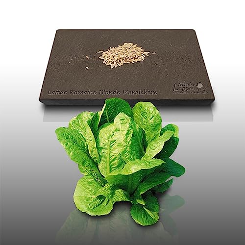500 graines à semer - Le Grenier d'Abondance - LAITUE ROMAINE Blonde Maraîchère - Lactuca sativa
