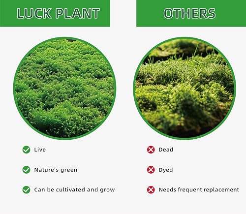 Lucky Plant Live Moss For Reptiles - Terrarium Moss For Reptiles Peat Moss For Reptiles Habitat Bedding Moss For Snakes Turtle Frog Gecko And Other Reptiles Substrate 50 Square Inches Live Moss thumb #4