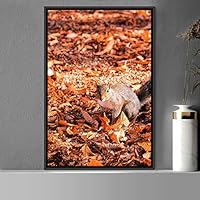 Framed Canvas Wall Art Squirrel Animals Fun Living Room Multicolor Photography Rustic Squirrel - 16x24 inches