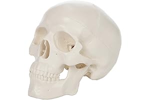 Articulating Mini Animal Figures Collection: Axis Scientific Mini Skull Model
