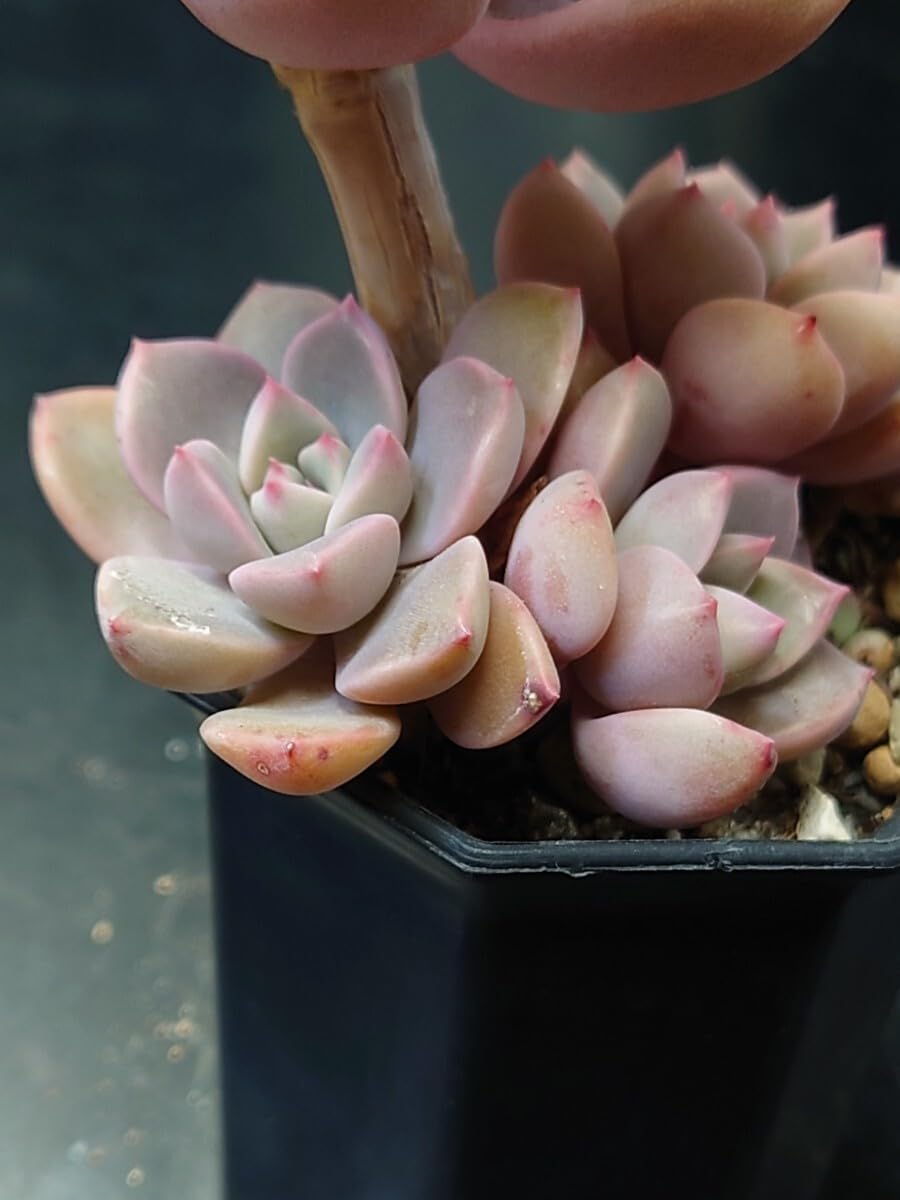 Amazon.co.jp: 多肉植物 韓国苗 プリティインピンク : おもちゃ