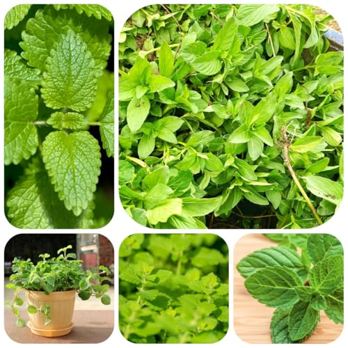 semi di melissa, decorazione da giardino per esterni di melissa perenne rare, decorazione soggiorno resistenti per il giardino 300pcs