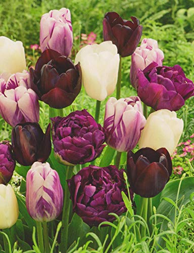 50 Tulpenzwiebeln weiß/lila/schwarz gemischt Blumenzwiebeln