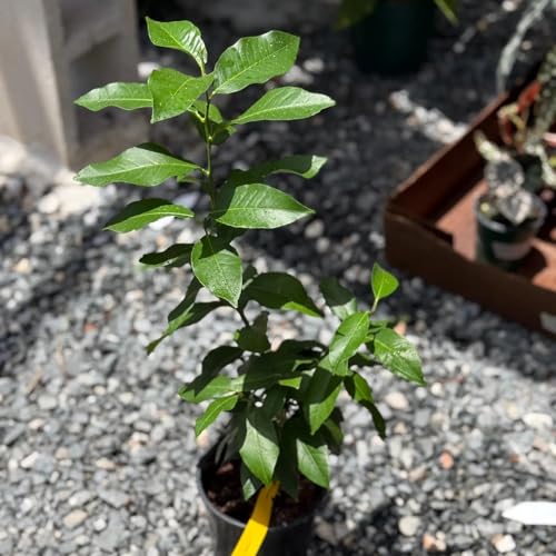 Lemon Tree Live Plant | Grafted Lemon Plants | House Plants for Beginner | Perennial Houseplants for Kitchen Indoor Outdoor Garden (Heat Pack Included)