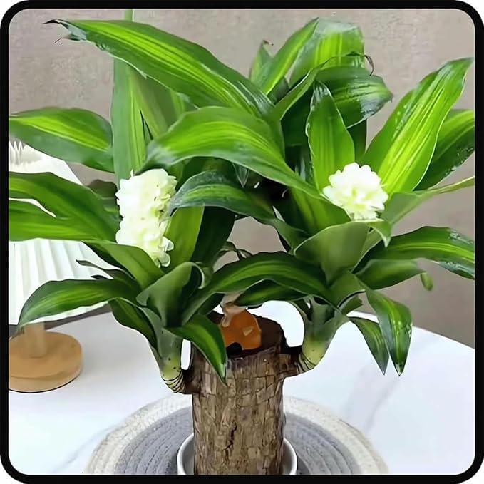 Brazilian Lucky Bamboo Plant, Healthy Indoor Live Lucky Brazilian Wood Plant for Living Room, Feng Shui Plant (1 pec plant without pot) Zp_3