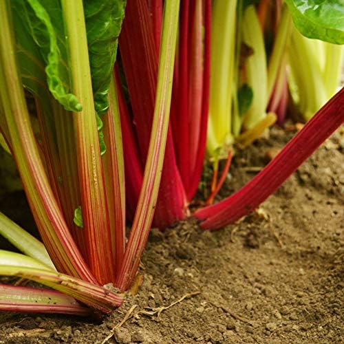 Amazon Com Bright Lights Swiss Chard 100 Seeds Heirloom Open Pollinated Variety Non Gmo Vegetable Seeds For Planting Grow Greens Indoors Outdoors In Containers Or The Home Garden Thresh Seed Company